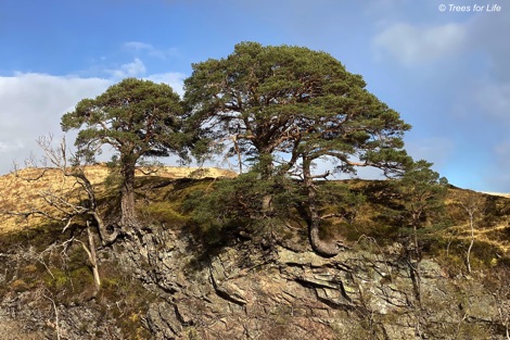 Native pinewood of wild Scots pines